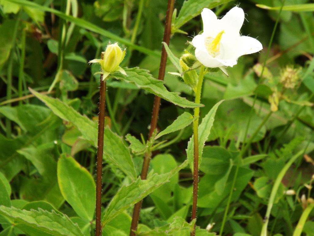 Campanula trachelium bianca