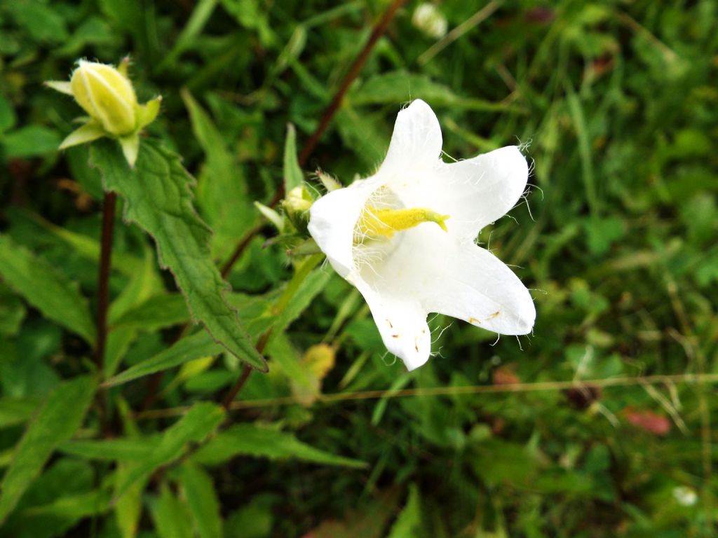Campanula trachelium bianca