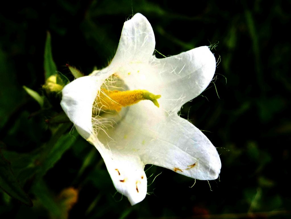 Campanula trachelium bianca