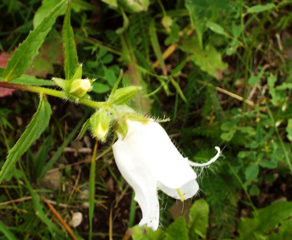 Campanula trachelium bianca