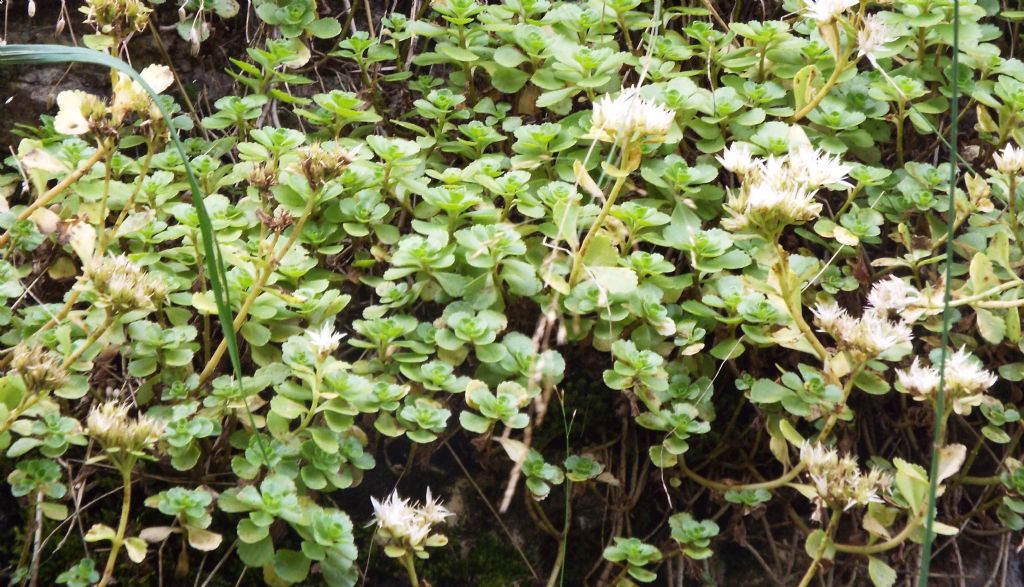 Phedimus spurius / Borracina caucasica