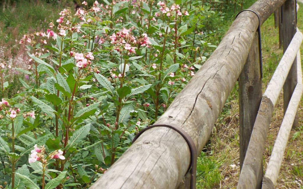 Impatiens glandulifera / Balsamina ghiandolosa