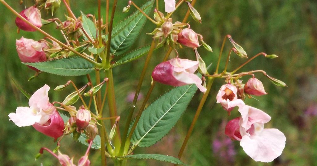 Impatiens glandulifera / Balsamina ghiandolosa