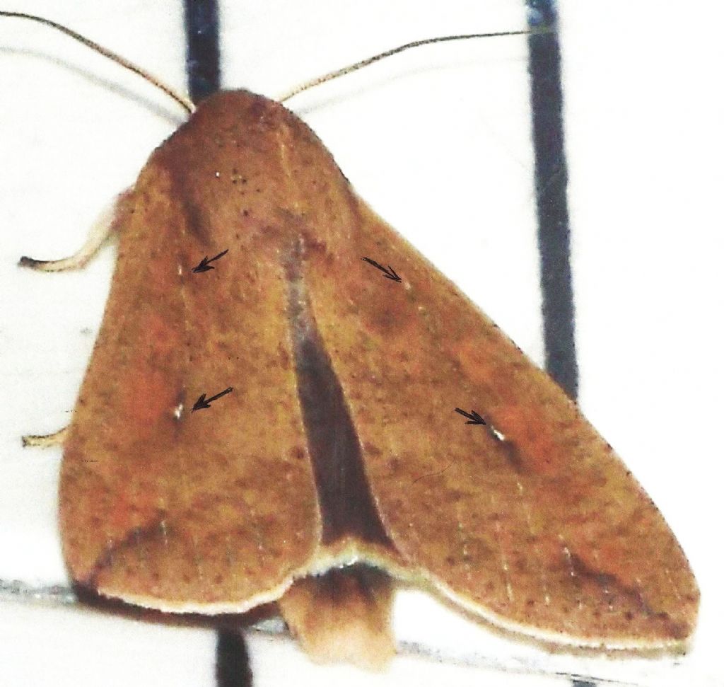 Noctuidae:  Mythimna unipuncta