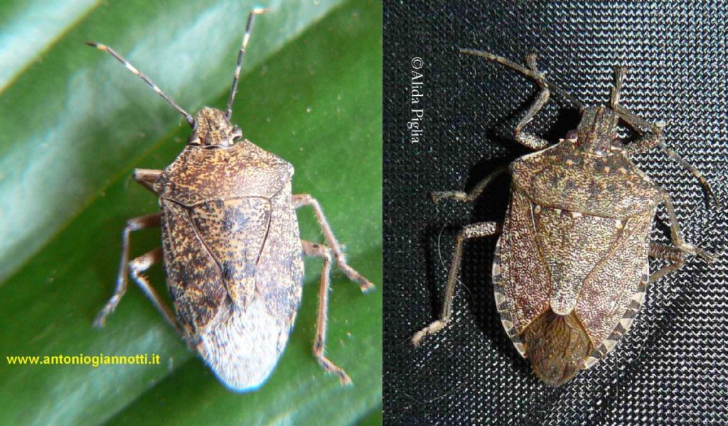 Pentatomidae: Halyomorpha halys - NUOVA PER L''ITALIA