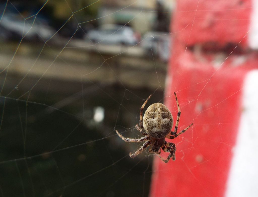 Nuctenea umbratica?  No, Larinioides sp.  - Milano