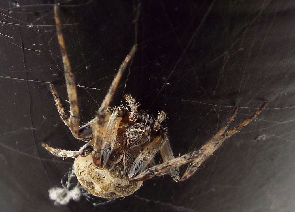 Nuctenea umbratica?  No, Larinioides sp.  - Milano
