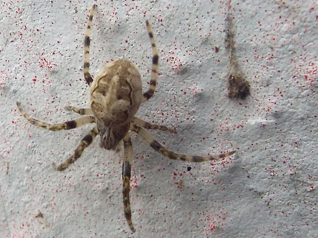 Nuctenea umbratica?  No, Larinioides sp.  - Milano