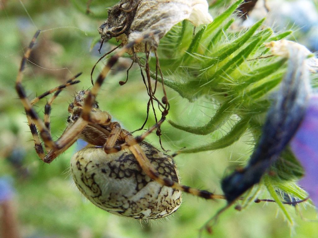 Araneus?  No,  Aculepeira ceropegia  -  Vigo di Fassa (TN)