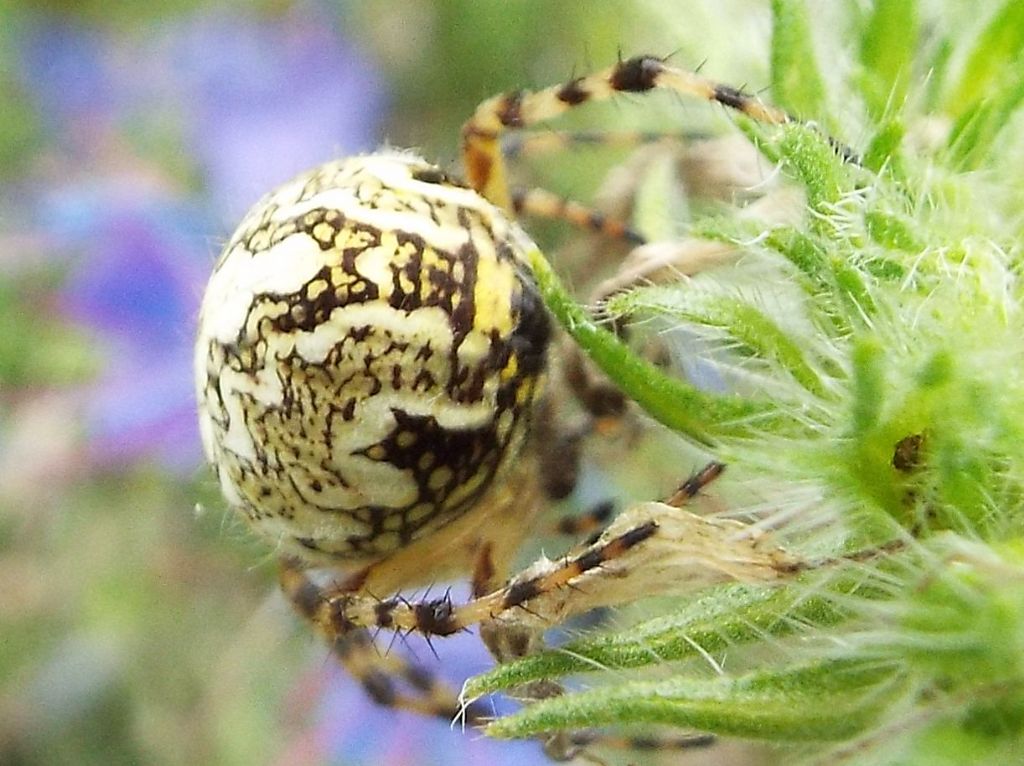 Araneus?  No,  Aculepeira ceropegia  -  Vigo di Fassa (TN)