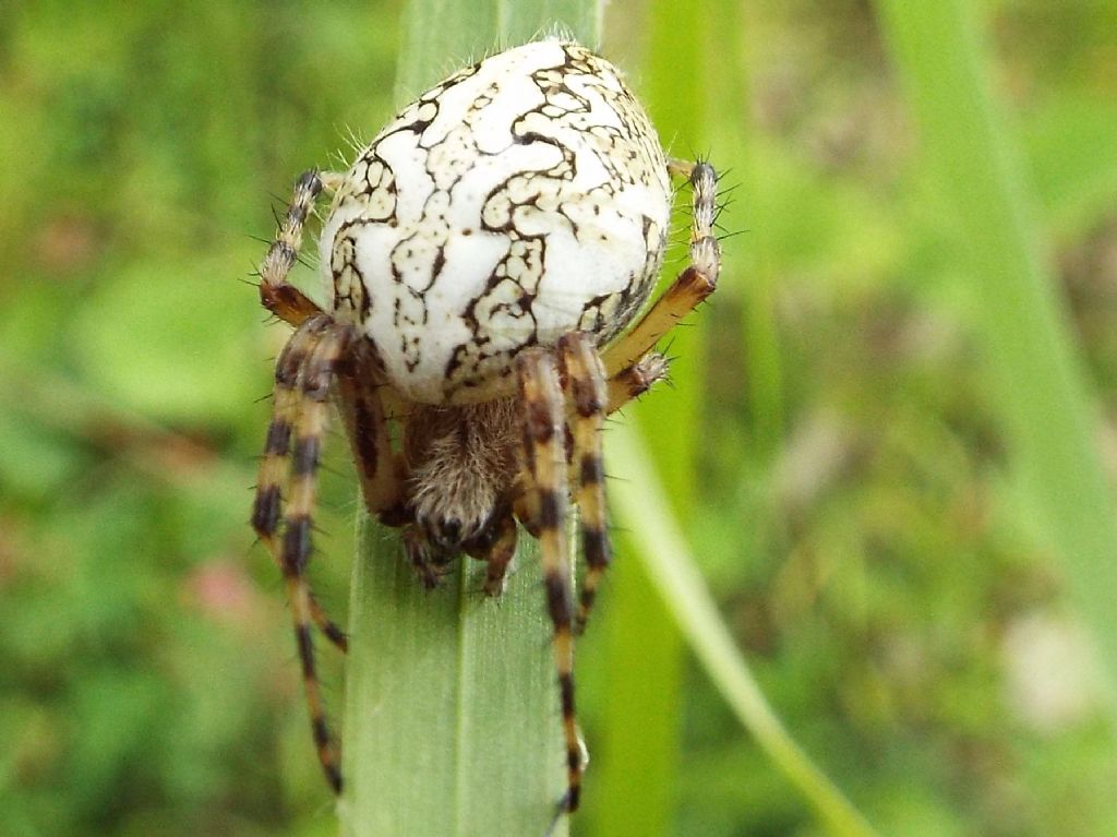 Araneus?  No,  Aculepeira ceropegia  -  Vigo di Fassa (TN)