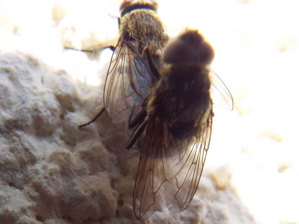 Pollenia sp. (Calliphoridae)