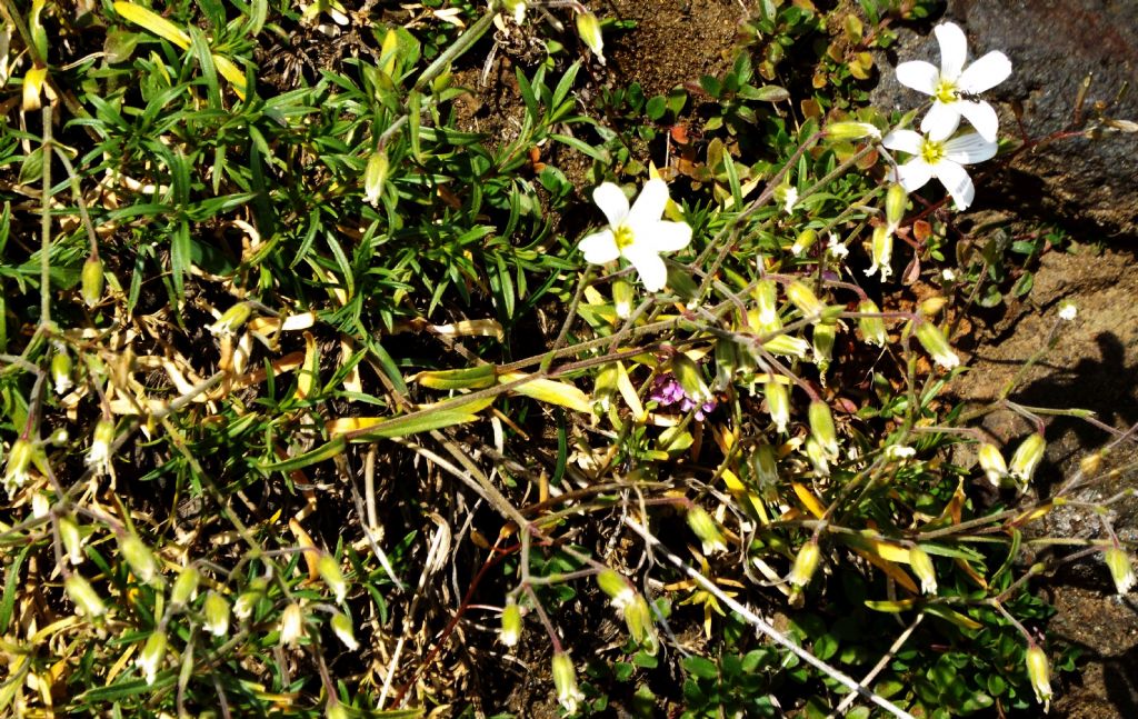 Un altro Cerastium ?  S, Cerastium arvense (Caryophyllaceae)