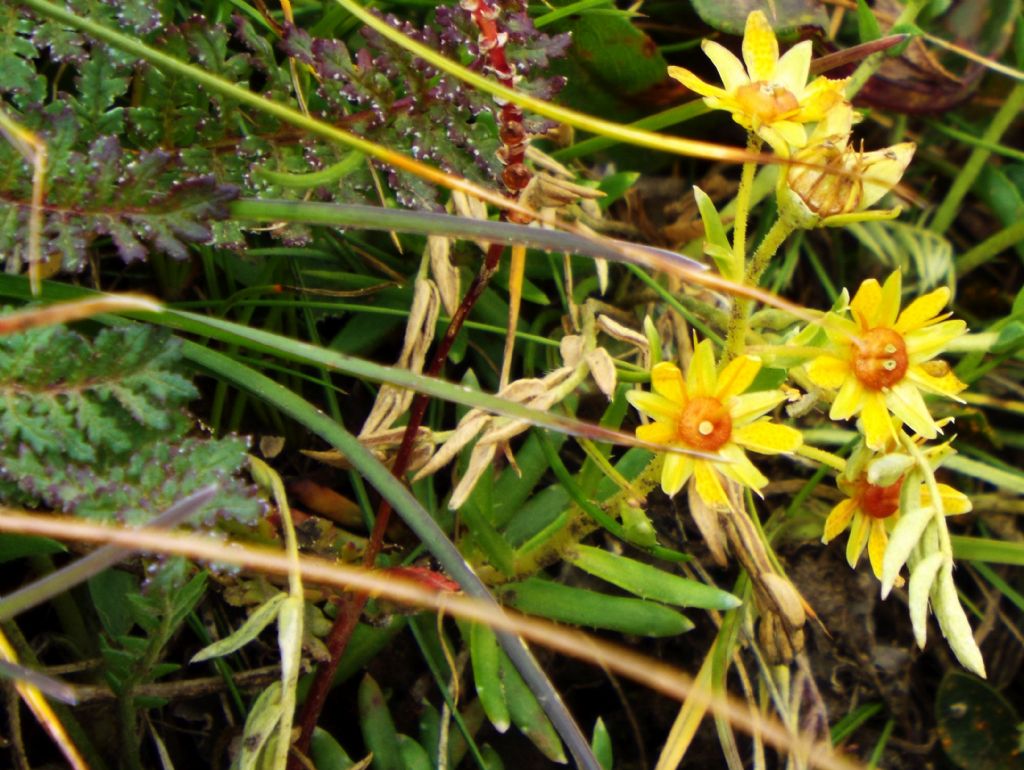 Saxifraga aizoides