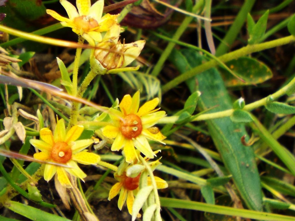 Saxifraga aizoides