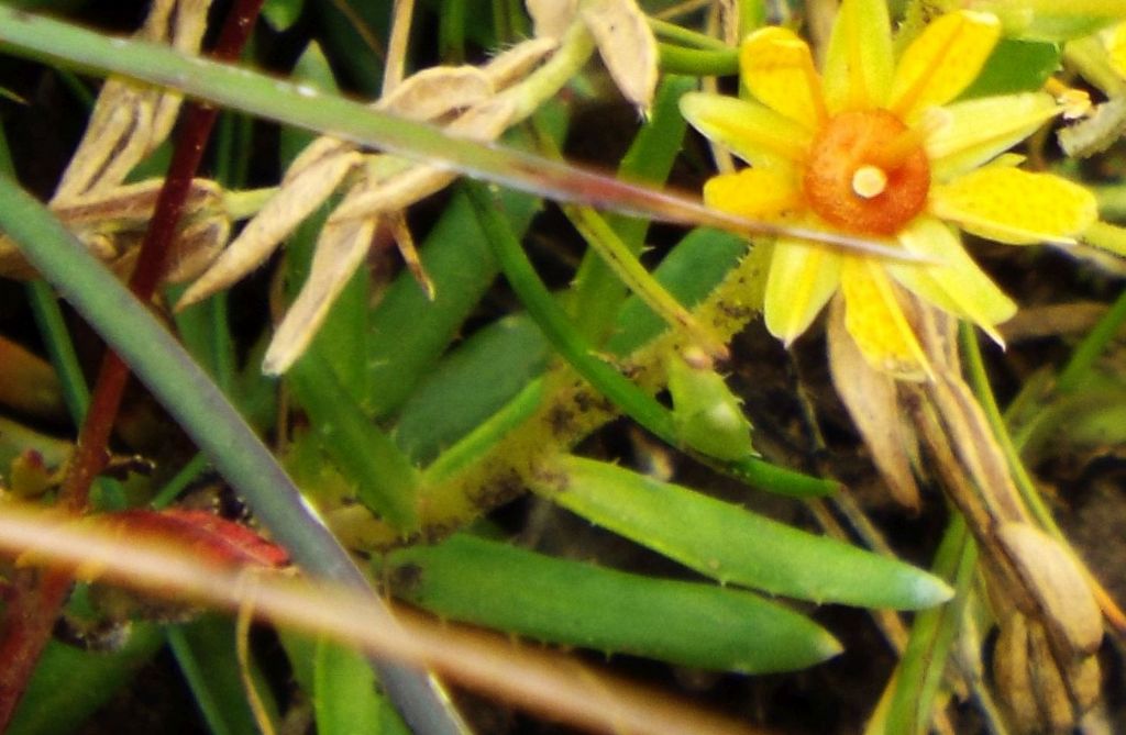 Saxifraga aizoides