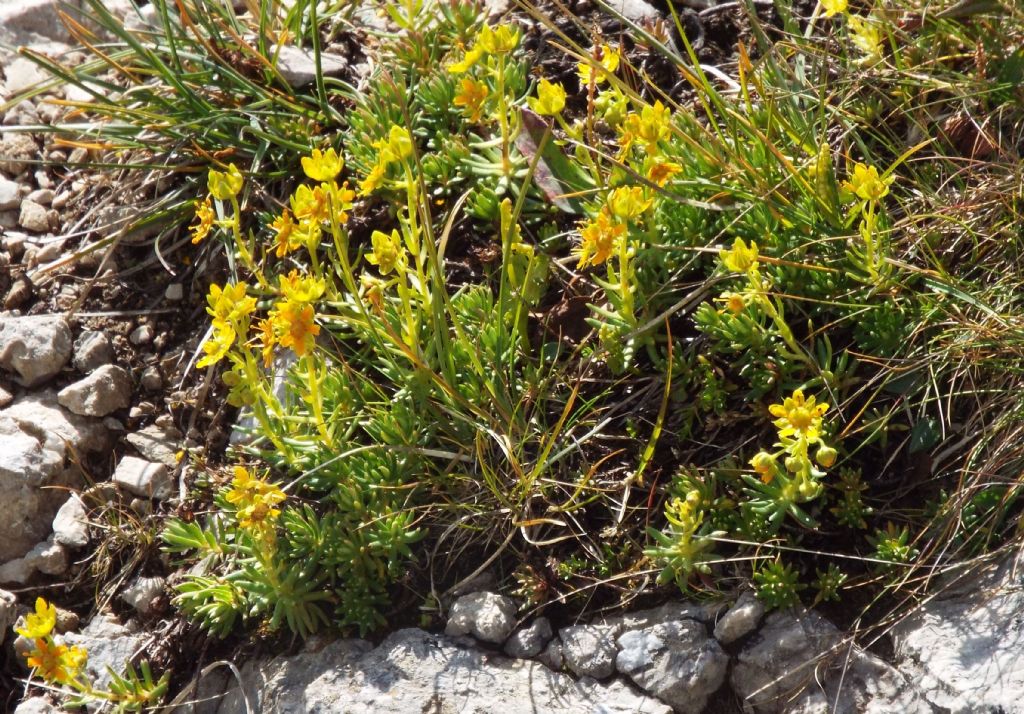 Saxifraga aizoides