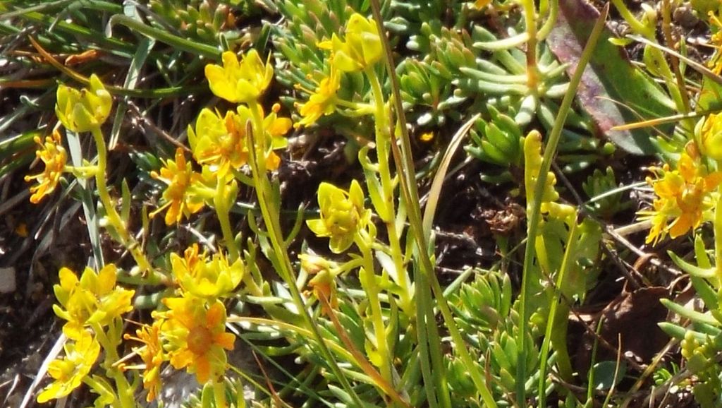 Saxifraga aizoides