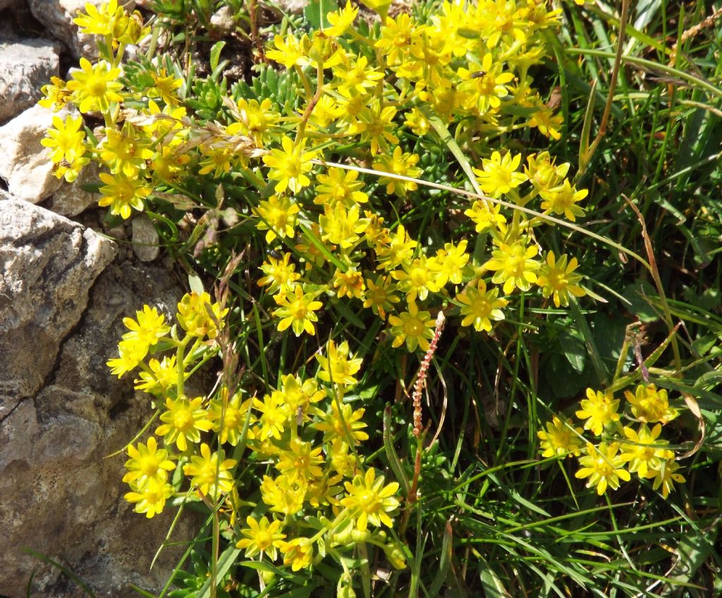 Saxifraga aizoides