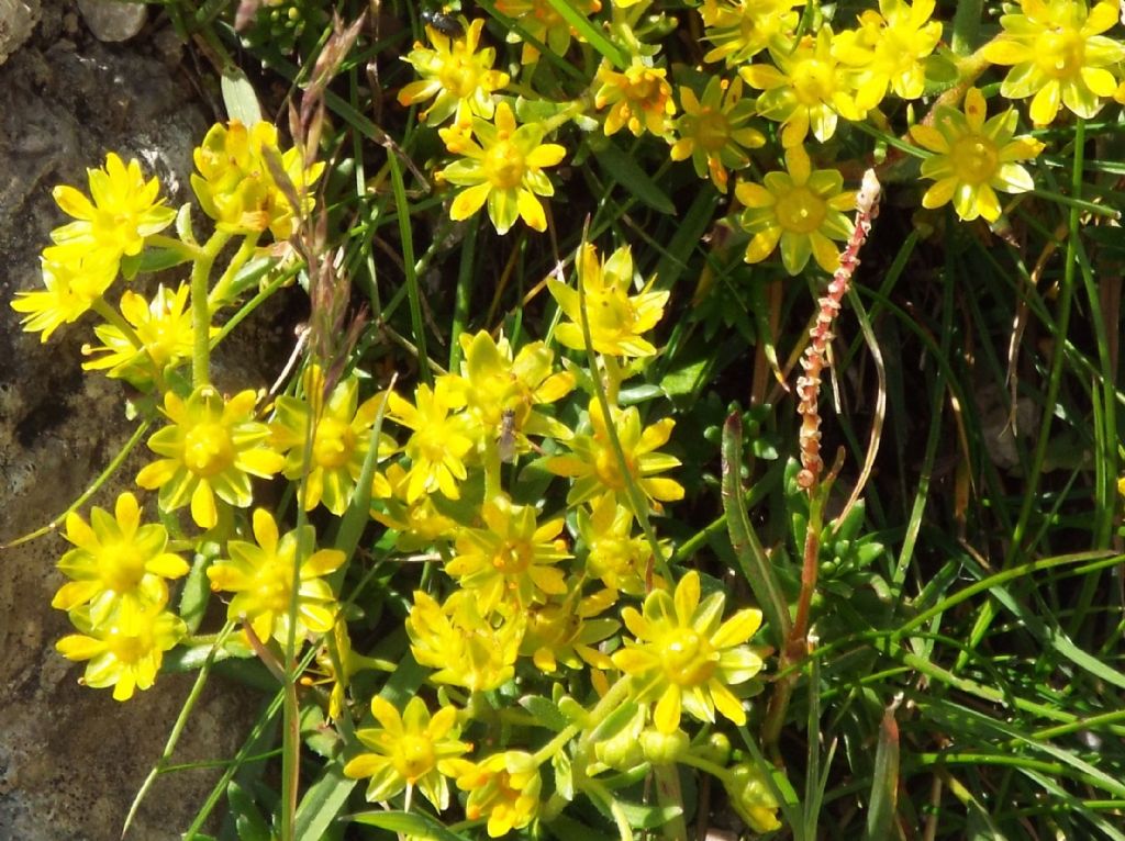 Saxifraga aizoides