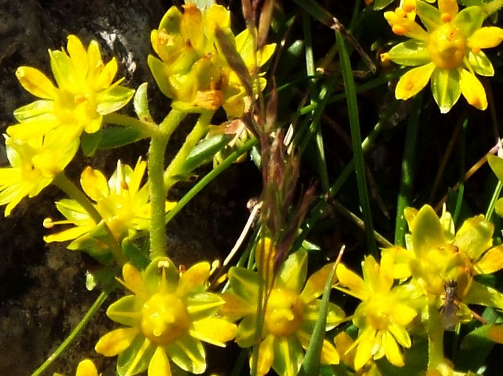 Saxifraga aizoides