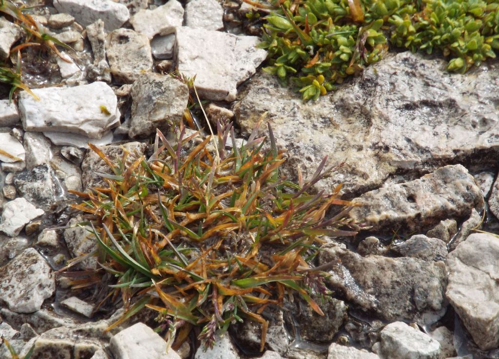 Da identificare: cfr. Poa alpina (Poaceae)