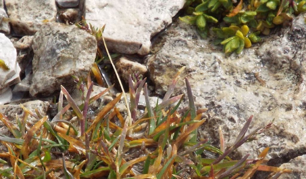 Da identificare: cfr. Poa alpina (Poaceae)