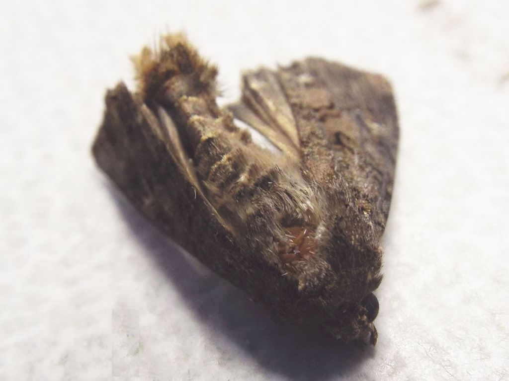 Falena morta:  Mamestra brassicae (Noctuidae)