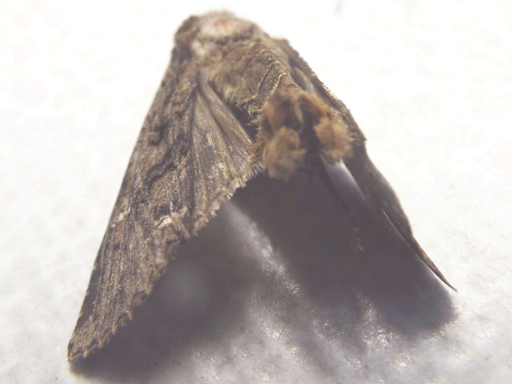 Falena morta:  Mamestra brassicae (Noctuidae)
