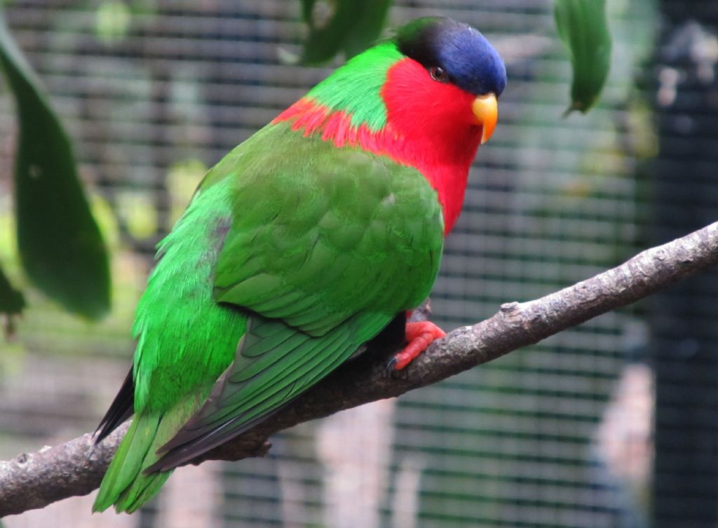 Pappagallo Delle Fiji Phigys Solitarius Collared Lory Natura Nel 