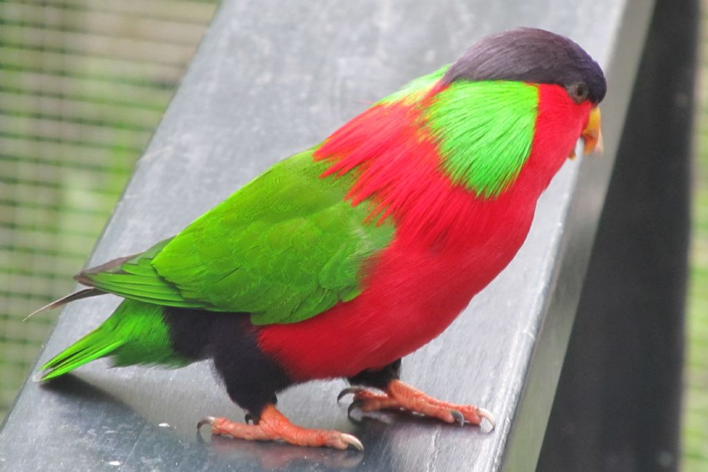 Pappagallo Delle Fiji Phigys Solitarius Collared Lory Natura Nel 