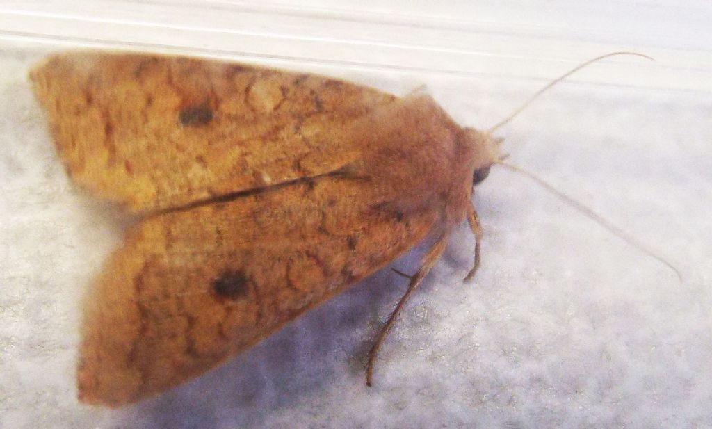 Helicoverpa armigera? No, Agrochola (Sunira) circellaris, Noctuidae