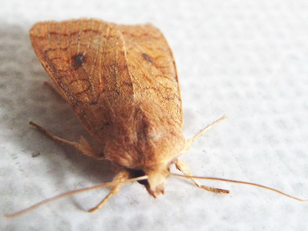 Helicoverpa armigera? No, Agrochola (Sunira) circellaris, Noctuidae