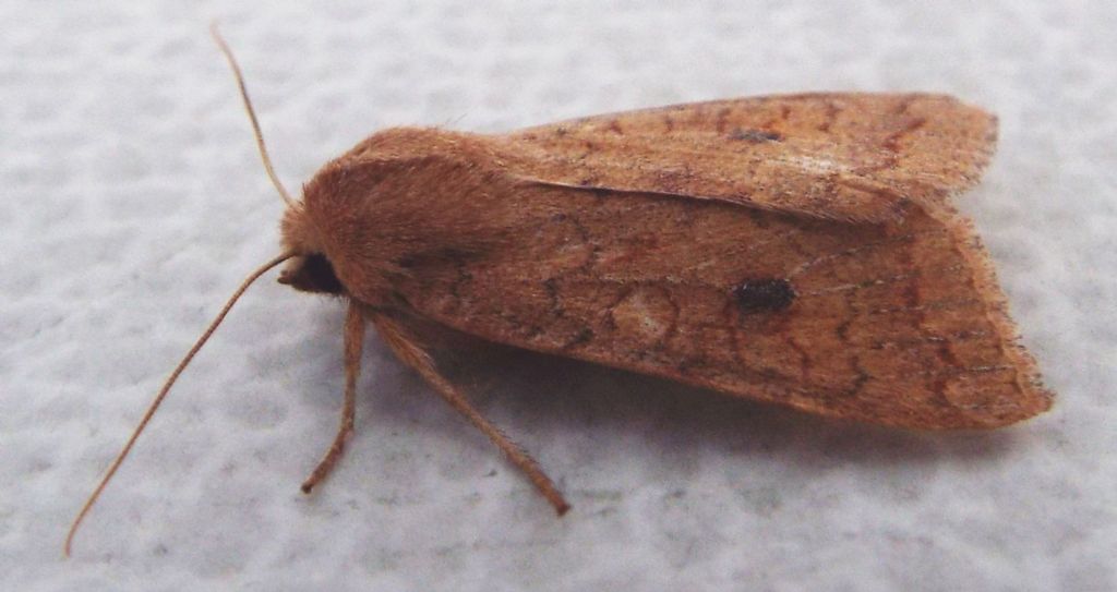 Helicoverpa armigera? No, Agrochola (Sunira) circellaris, Noctuidae