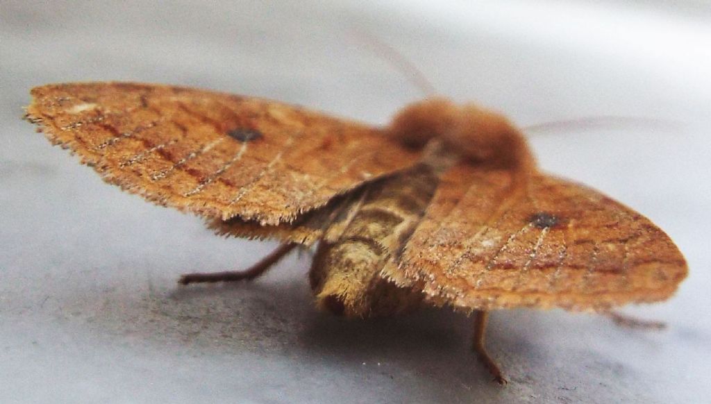 Helicoverpa armigera? No, Agrochola (Sunira) circellaris, Noctuidae