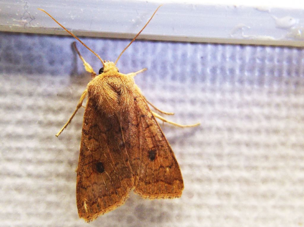 Helicoverpa armigera? No, Agrochola (Sunira) circellaris, Noctuidae