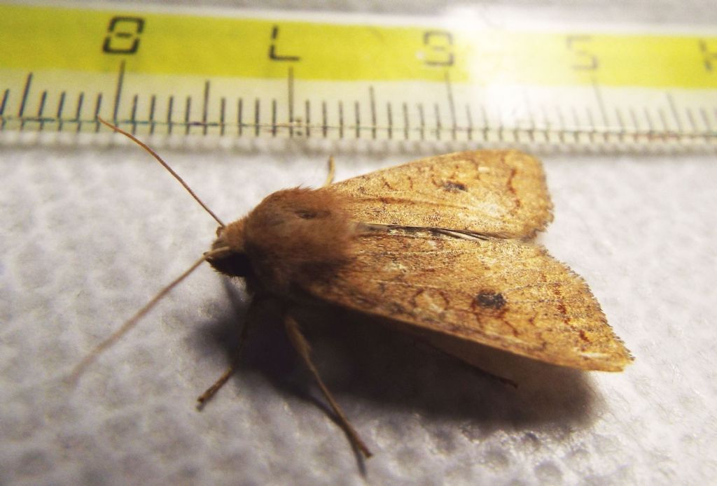 Helicoverpa armigera? No, Agrochola (Sunira) circellaris, Noctuidae