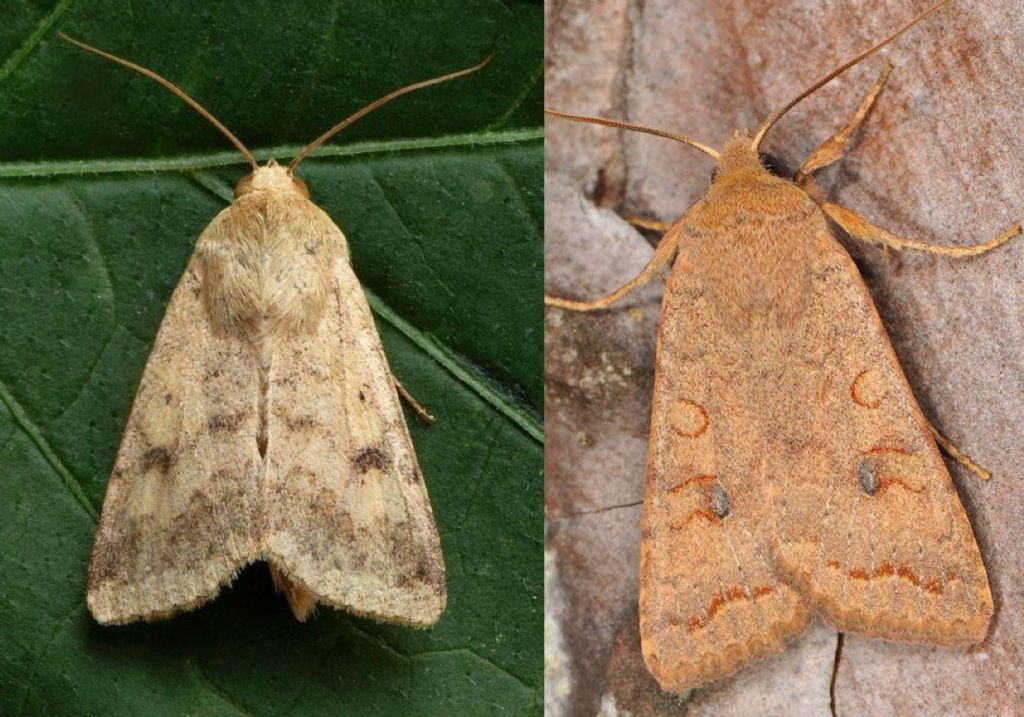 Helicoverpa armigera? No, Agrochola (Sunira) circellaris, Noctuidae