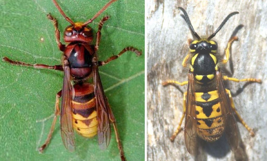 Maschio di Vespa crabro.