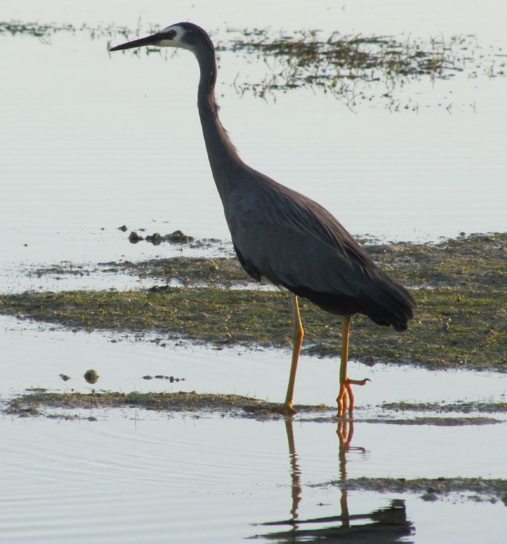 Aironi delle Fiji: Egretta novaehollandiae ed Egretta sacra.