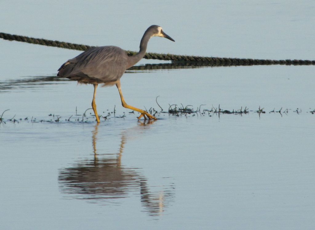 Aironi delle Fiji: Egretta novaehollandiae ed Egretta sacra.