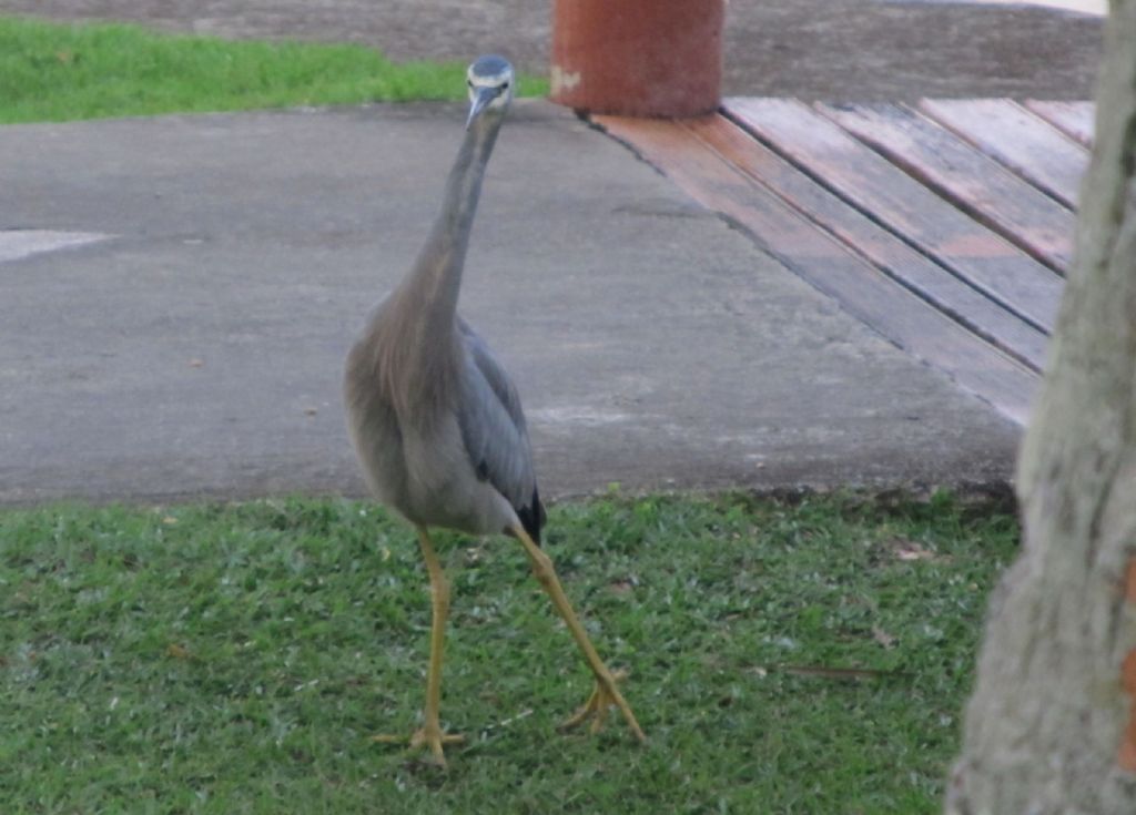 Aironi delle Fiji: Egretta novaehollandiae ed Egretta sacra.