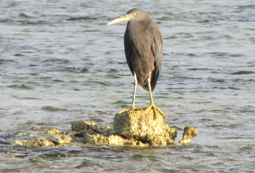 Aironi delle Fiji: Egretta novaehollandiae ed Egretta sacra.