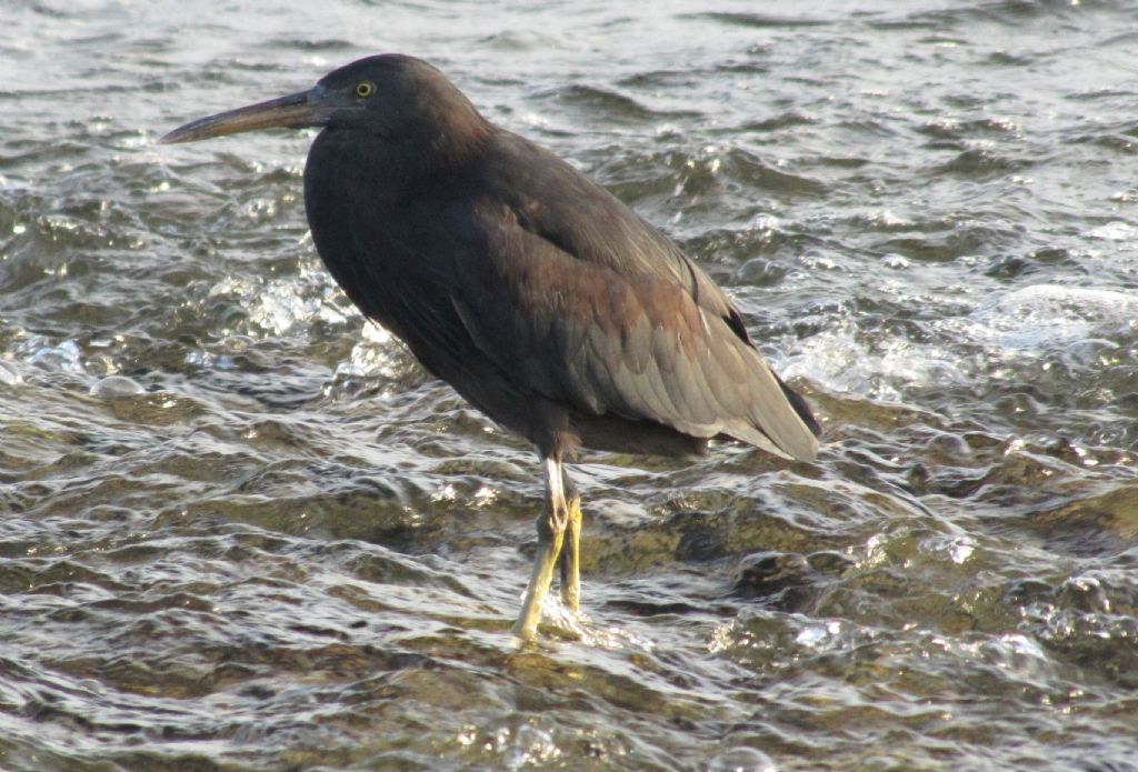 Aironi delle Fiji: Egretta novaehollandiae ed Egretta sacra.