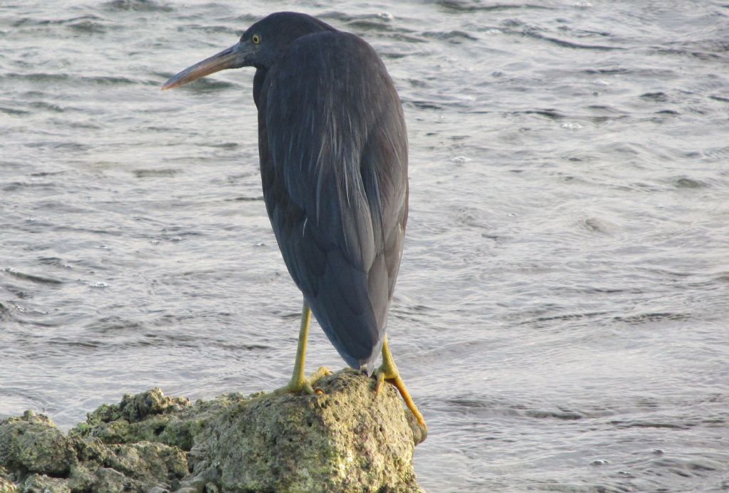 Aironi delle Fiji: Egretta novaehollandiae ed Egretta sacra.