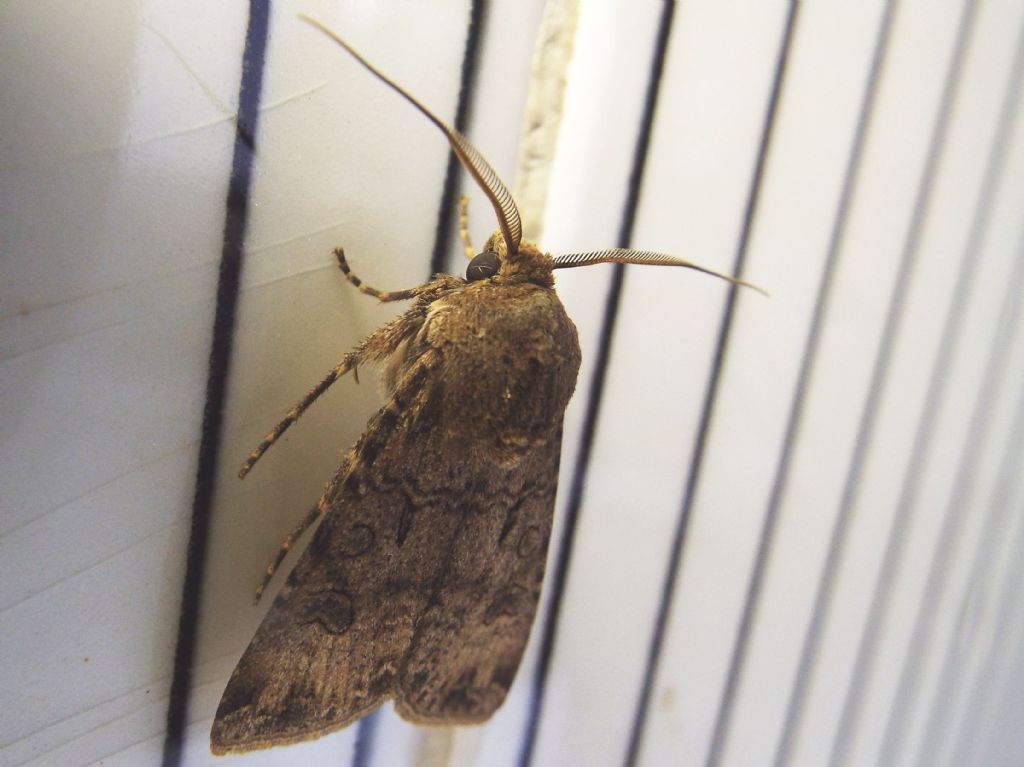 Noctuidae: Helicoverpa armigera?   No!,  Agrotis segetum, maschio