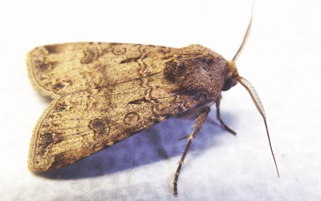 Noctuidae: Helicoverpa armigera?   No!,  Agrotis segetum, maschio