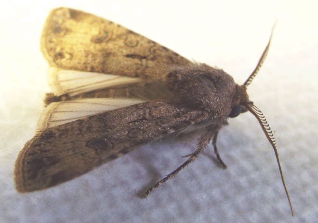 Noctuidae: Helicoverpa armigera?   No!,  Agrotis segetum, maschio