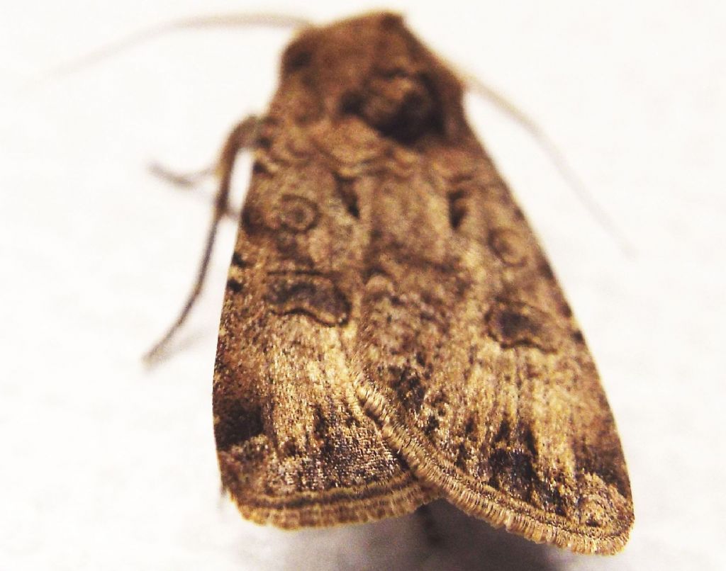 Noctuidae: Helicoverpa armigera?   No!,  Agrotis segetum, maschio