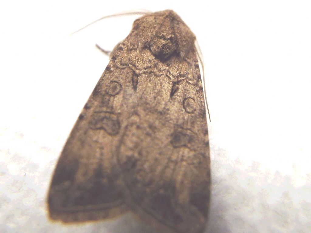 Noctuidae: Helicoverpa armigera?   No!,  Agrotis segetum, maschio